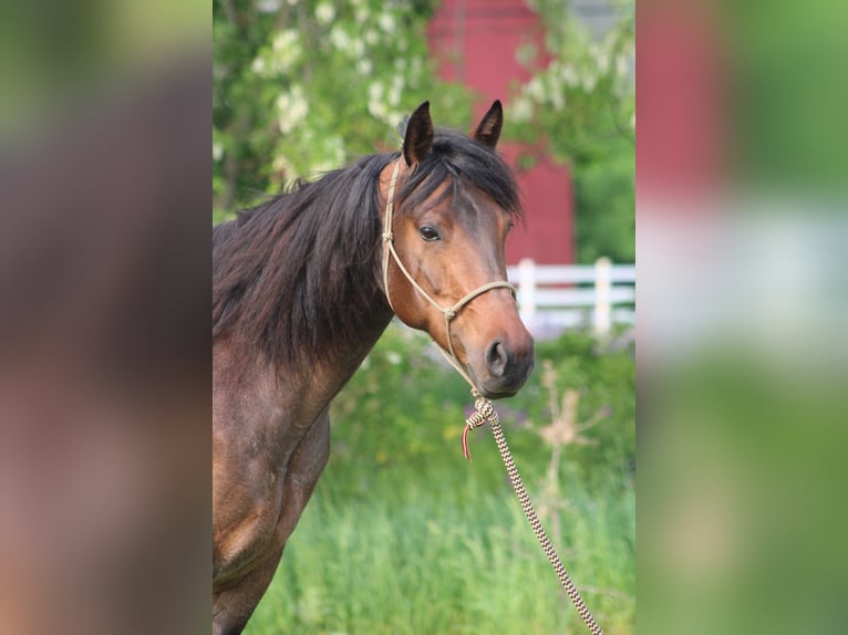 American Quarter Horse Stute 6 Jahre 150 cm Roan-Bay in Attica, MI
