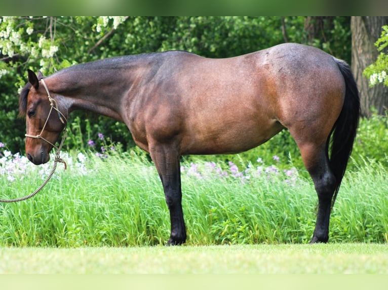American Quarter Horse Stute 6 Jahre 150 cm Roan-Bay in Attica, MI