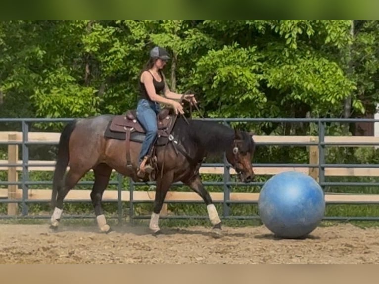 American Quarter Horse Stute 6 Jahre 150 cm Roan-Bay in Attica, MI