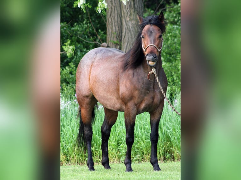 American Quarter Horse Stute 6 Jahre 150 cm Roan-Bay in Attica, MI