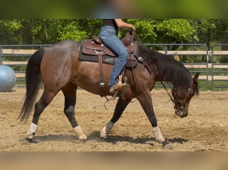 American Quarter Horse Stute 6 Jahre 150 cm Roan-Bay in Attica, MI