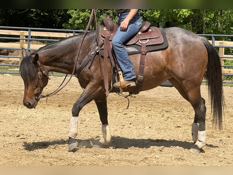 American Quarter Horse Stute 6 Jahre 150 cm Roan-Bay in Attica, MI