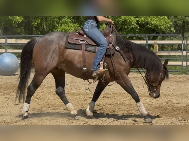American Quarter Horse Stute 6 Jahre 150 cm Roan-Bay in Attica, MI