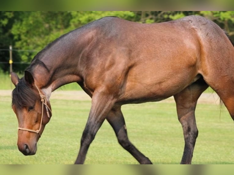 American Quarter Horse Stute 6 Jahre 150 cm Roan-Bay in Attica, MI