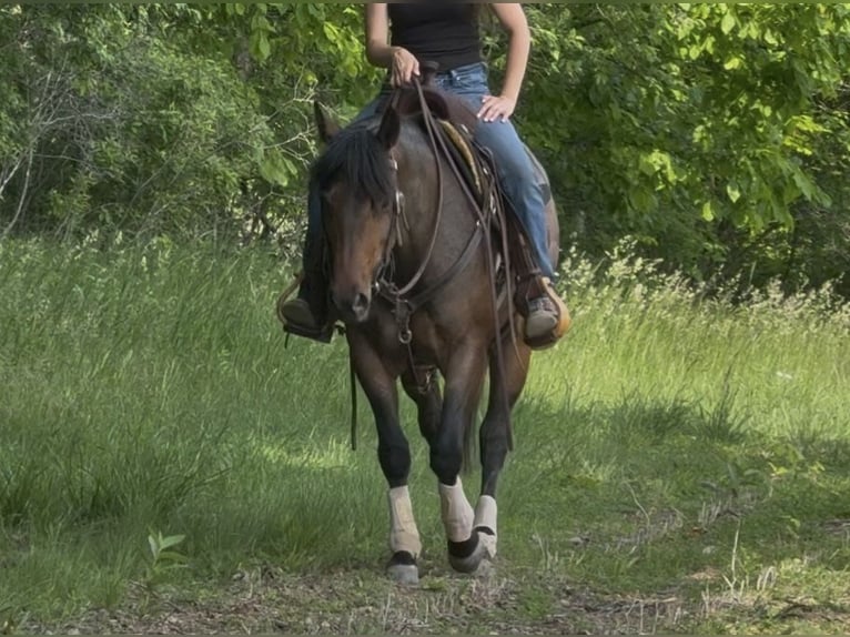 American Quarter Horse Stute 6 Jahre 150 cm Roan-Bay in Attica, MI