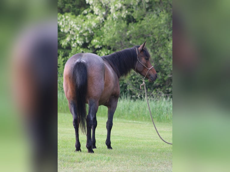 American Quarter Horse Stute 6 Jahre 150 cm Roan-Bay in Attica, MI