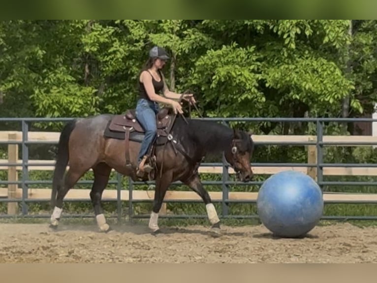 American Quarter Horse Stute 6 Jahre 150 cm Roan-Bay in Attica, MI