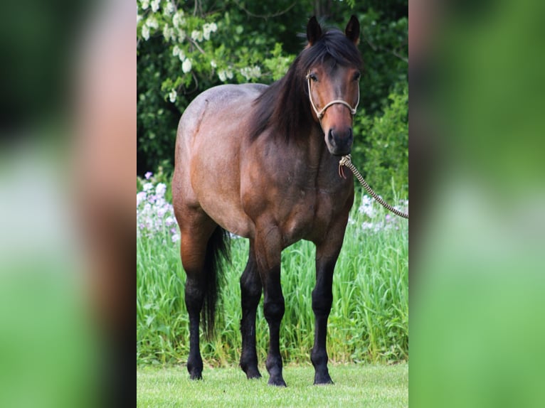 American Quarter Horse Stute 6 Jahre 150 cm Roan-Bay in Attica, MI