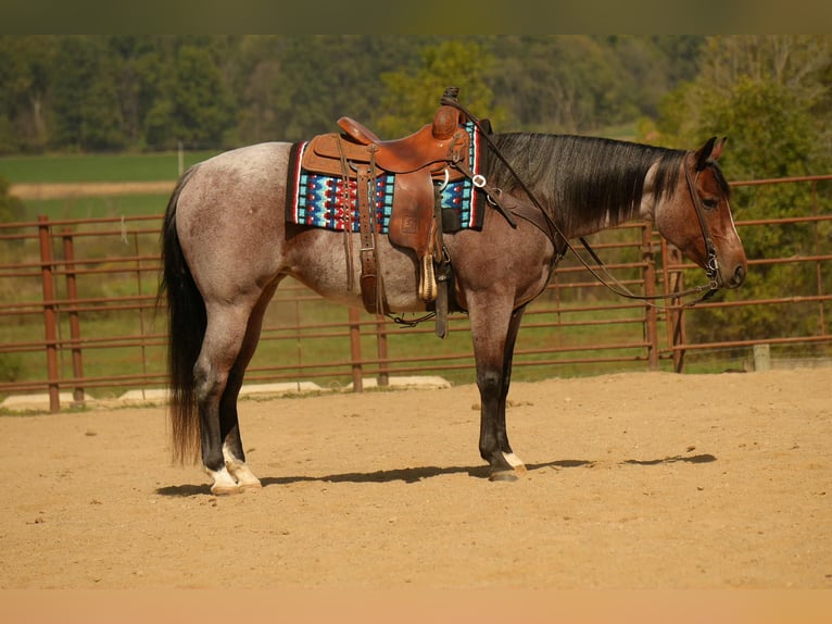 American Quarter Horse Stute 6 Jahre 150 cm Roan-Bay in Fresno