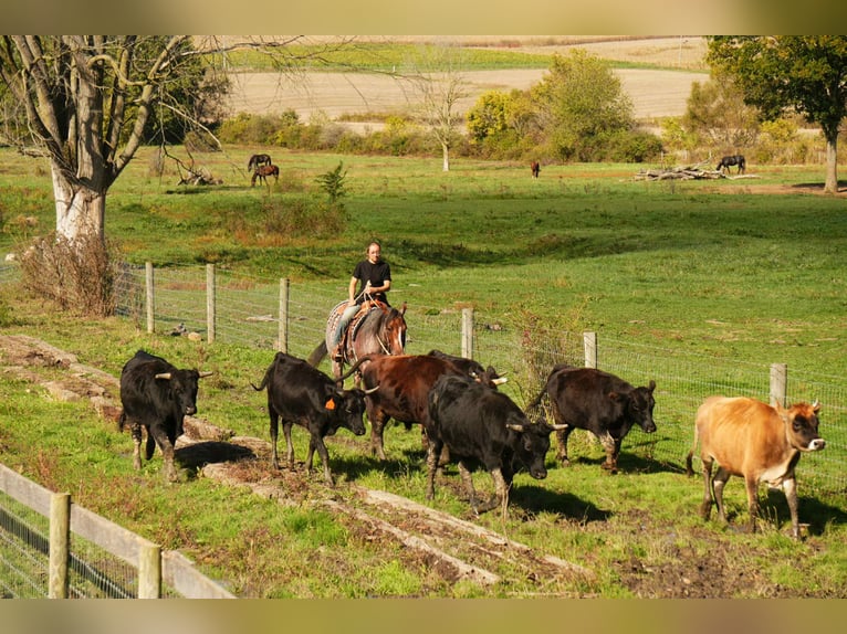 American Quarter Horse Stute 6 Jahre 150 cm Roan-Bay in Fresno