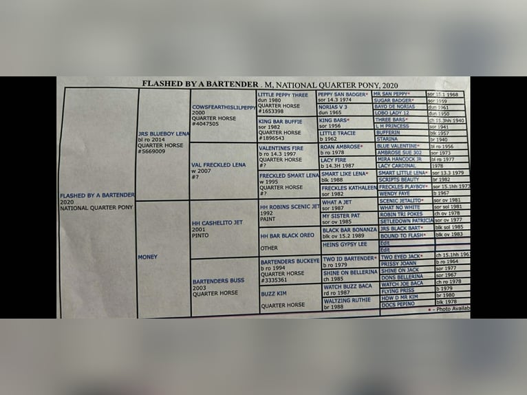 American Quarter Horse Stute 6 Jahre 150 cm Roan-Red in Stephenville