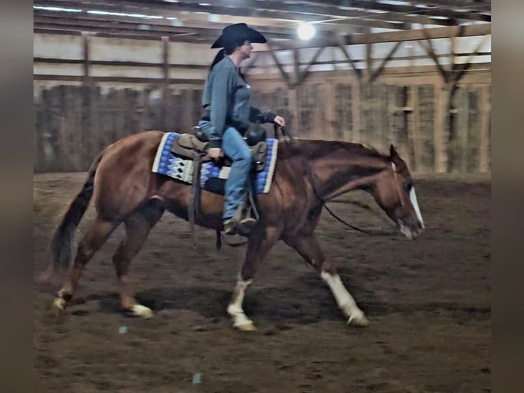 American Quarter Horse Stute 6 Jahre 150 cm Rotfuchs in Robards