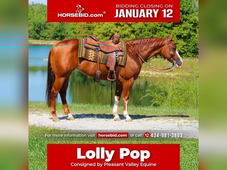 American Quarter Horse Stute 6 Jahre 150 cm Rotfuchs in Robards