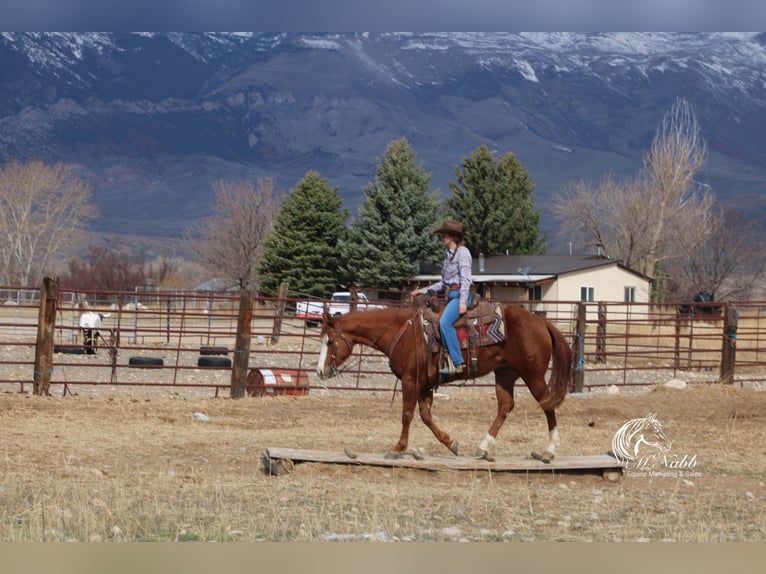 American Quarter Horse Stute 6 Jahre 150 cm Rotfuchs in Cody