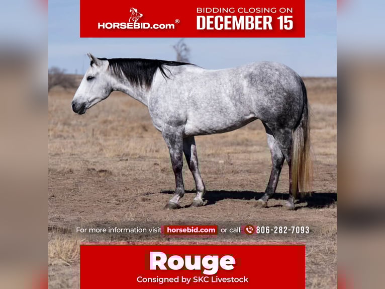 American Quarter Horse Stute 6 Jahre 150 cm Schimmel in Canyon