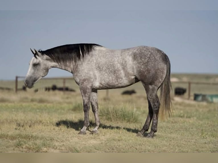 American Quarter Horse Stute 6 Jahre 150 cm Schimmel in Canyon