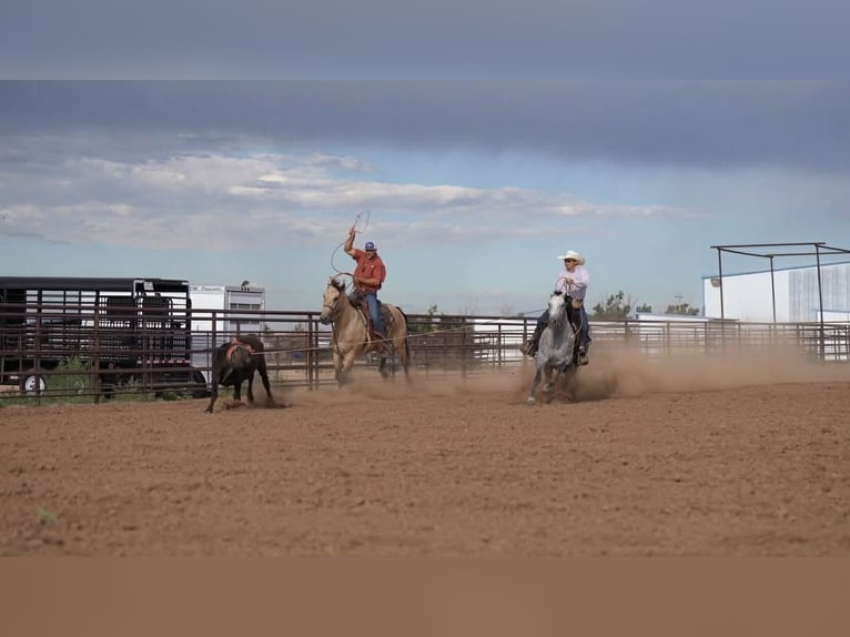 American Quarter Horse Stute 6 Jahre 150 cm Schimmel in Canyon