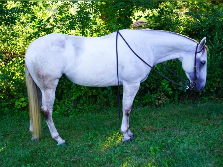 American Quarter Horse Stute 6 Jahre 150 cm Schimmel in Middleboro, MA