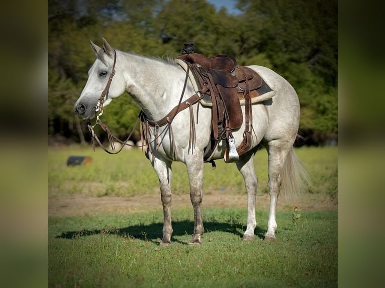 American Quarter Horse Stute 6 Jahre 150 cm Schimmel in Weatherford