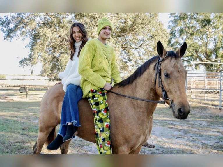 American Quarter Horse Stute 6 Jahre 150 cm in Ocala, FL