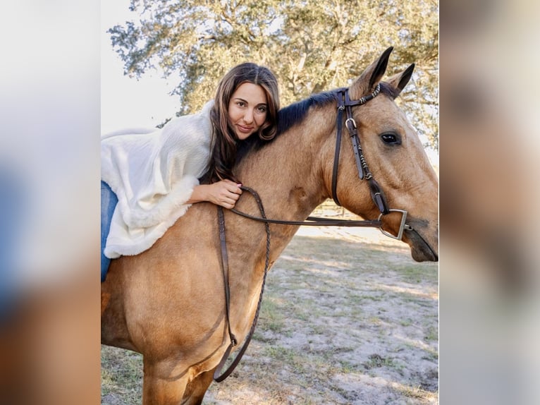 American Quarter Horse Stute 6 Jahre 150 cm in Ocala, FL