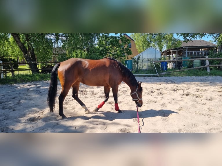 American Quarter Horse Stute 6 Jahre 152 cm Brauner in Loxstedt