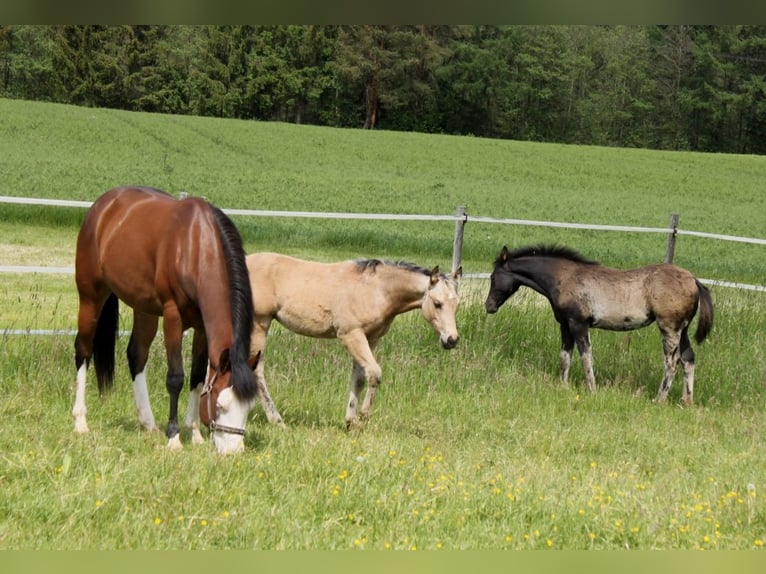 American Quarter Horse Stute 6 Jahre 152 cm Brauner in Schlammersdorf