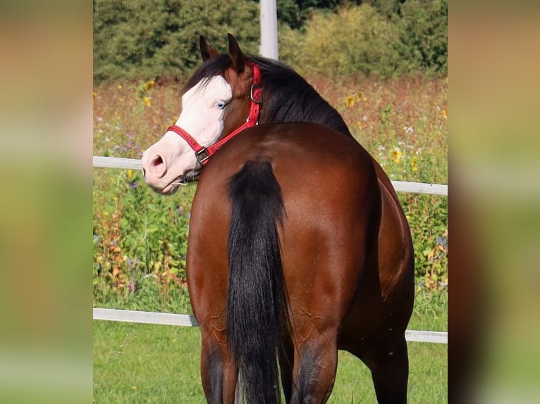 American Quarter Horse Stute 6 Jahre 152 cm Brauner in Schlammersdorf