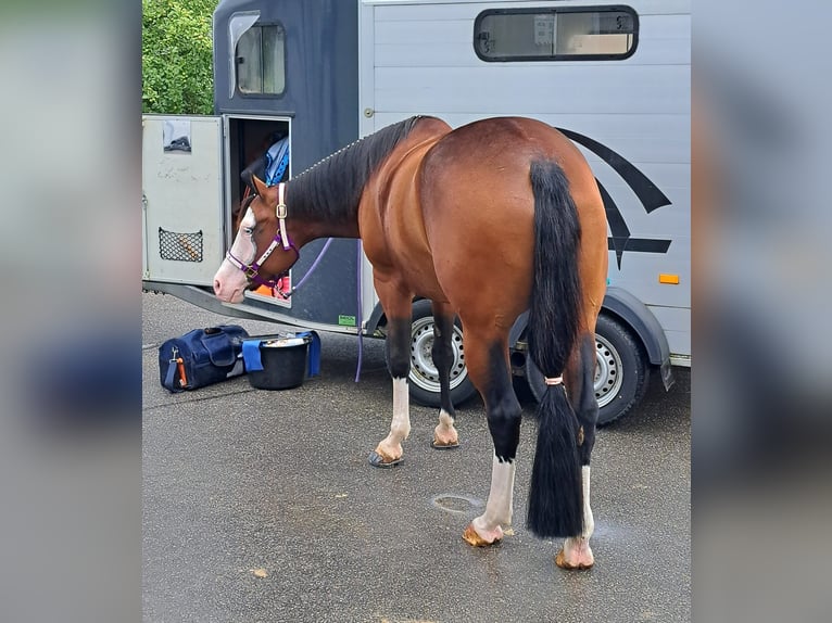 American Quarter Horse Stute 6 Jahre 152 cm Brauner in Schlammersdorf