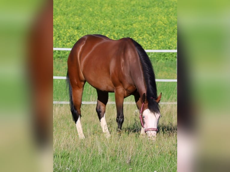 American Quarter Horse Stute 6 Jahre 152 cm Brauner in Schlammersdorf