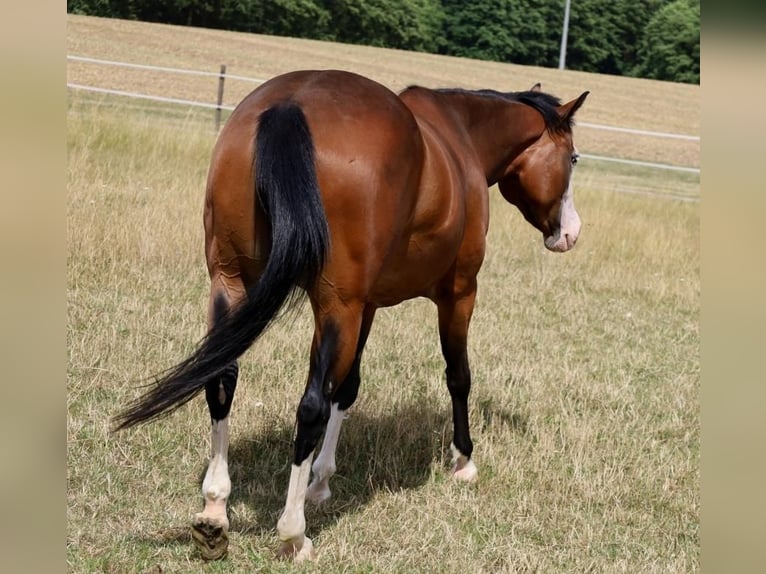 American Quarter Horse Stute 6 Jahre 152 cm Brauner in Schlammersdorf