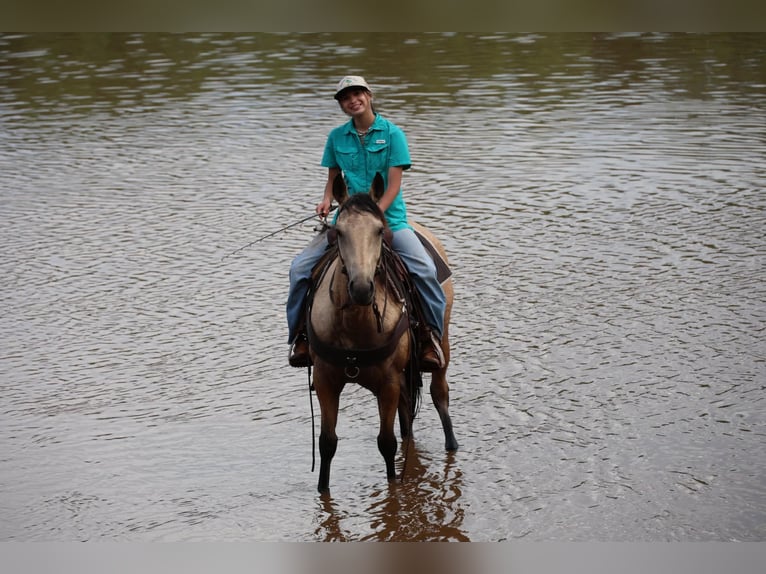 American Quarter Horse Stute 6 Jahre 152 cm Buckskin in Ripley
