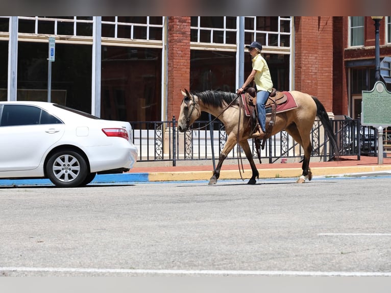 American Quarter Horse Stute 6 Jahre 152 cm Buckskin in Ripley