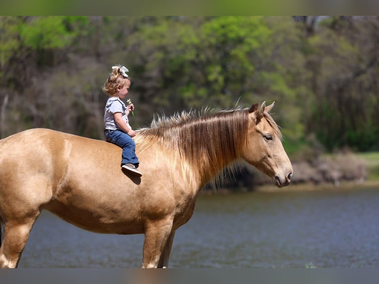 American Quarter Horse Stute 6 Jahre 152 cm Champagne in Forney