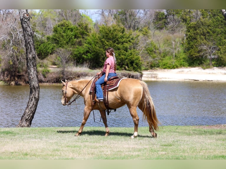 American Quarter Horse Stute 6 Jahre 152 cm Champagne in Forney