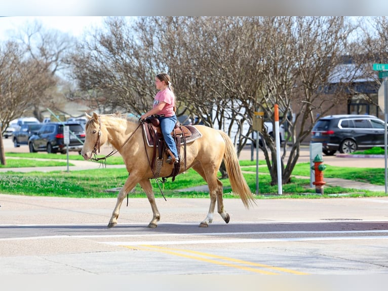 American Quarter Horse Stute 6 Jahre 152 cm Champagne in Forney