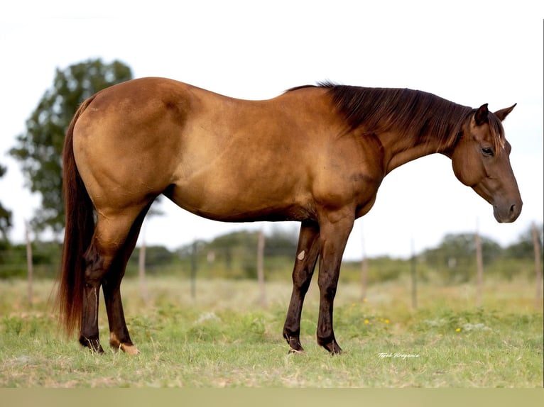 American Quarter Horse Stute 6 Jahre 152 cm Dunkelfuchs in Cisco, TX