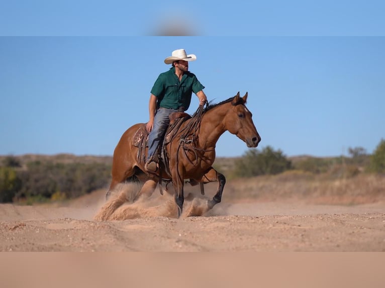 American Quarter Horse Stute 6 Jahre 152 cm Falbe in Waco, TX