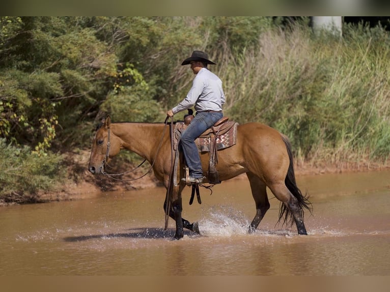 American Quarter Horse Stute 6 Jahre 152 cm Falbe in Waco, TX