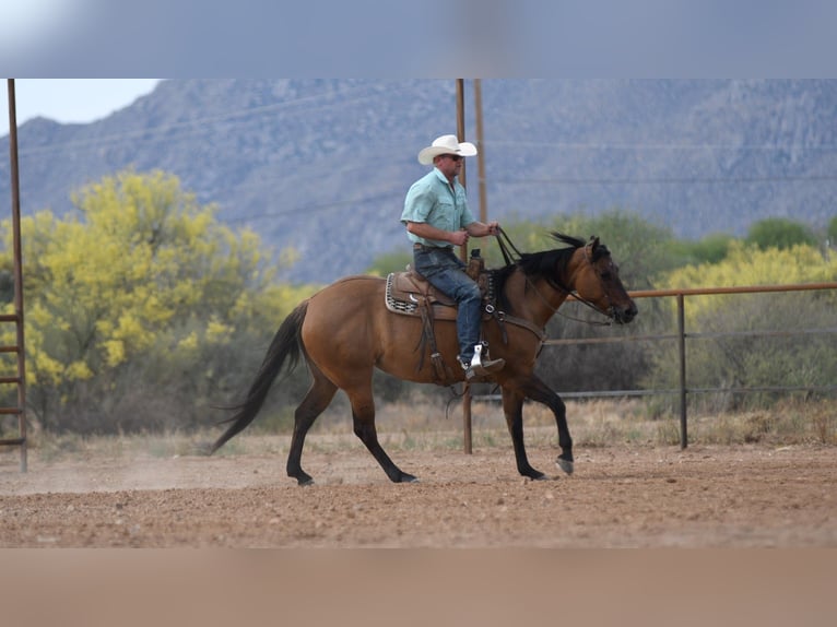 American Quarter Horse Stute 6 Jahre 152 cm Falbe in Rio Verde