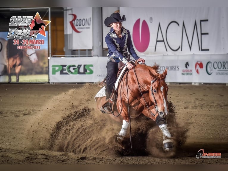 American Quarter Horse Stute 6 Jahre 152 cm Fuchs in Moosthenning