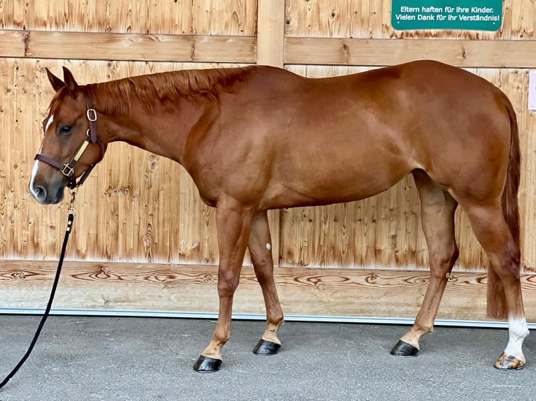 American Quarter Horse Stute 6 Jahre 152 cm Fuchs in Moosthenning