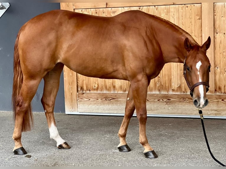 American Quarter Horse Stute 6 Jahre 152 cm Fuchs in Moosthenning