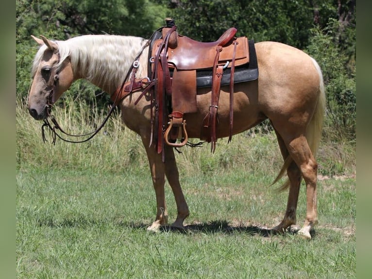 American Quarter Horse Stute 6 Jahre 152 cm Palomino in Lipan TX