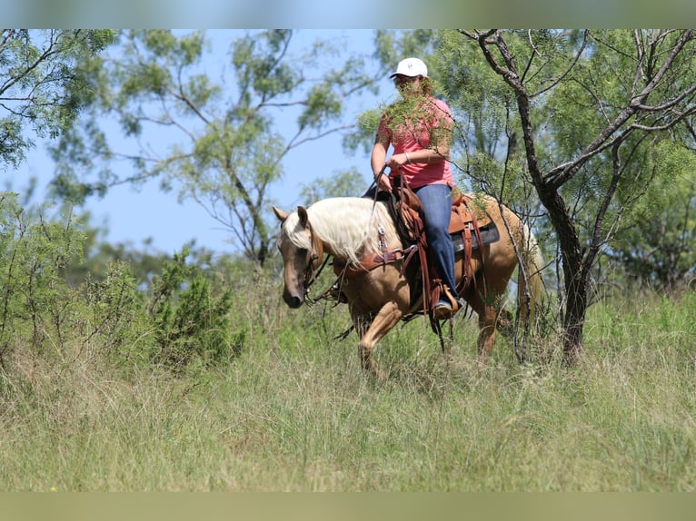 American Quarter Horse Stute 6 Jahre 152 cm Palomino in Lipan TX