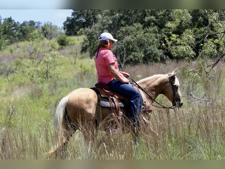 American Quarter Horse Stute 6 Jahre 152 cm Palomino in Lipan TX