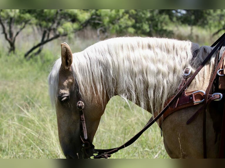 American Quarter Horse Stute 6 Jahre 152 cm Palomino in Lipan TX