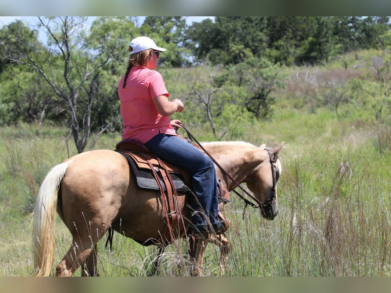 American Quarter Horse Stute 6 Jahre 152 cm Palomino in Lipan TX