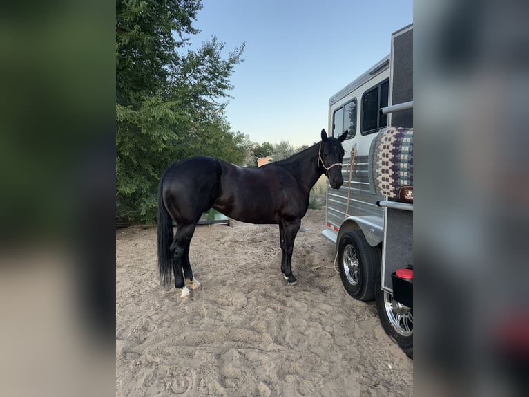 American Quarter Horse Stute 6 Jahre 152 cm Rappe in Fort Lupton