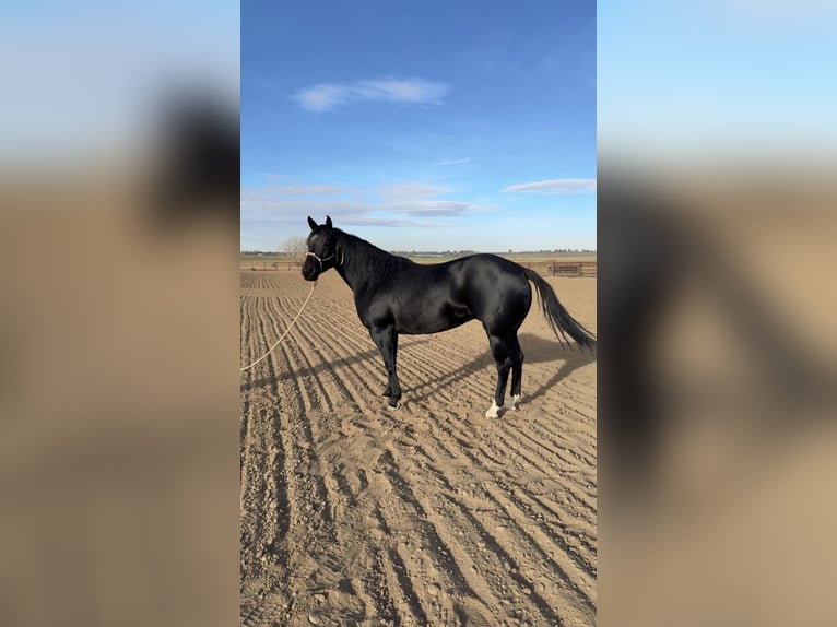 American Quarter Horse Stute 6 Jahre 152 cm Rappe in Fort Lupton